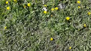 Very beautiful dandelions.