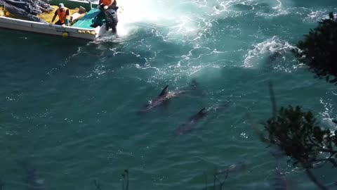 Taiji apan: A family of 18 Rissos dolphins were terrorized into the Cove