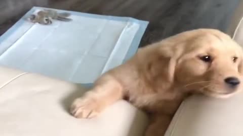 Funniest & Cutest Golden Retriever Puppies - Funny Puppy Videos 2022