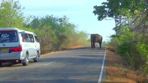 Wild Elephants Sri Lanka | The Jungle Traffic Police Wild Elephant Search In The Bus