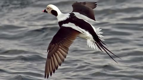 The Long Tailed Duck: Close Up HD Footage (Clangula hyemalis)