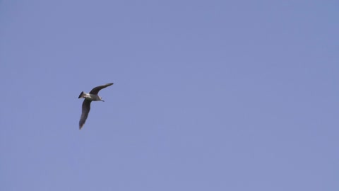 Bird Flying In Blue Sky