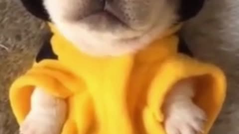 Dogs Are So Cute You Will Die Laughing | Pet Loverriffic