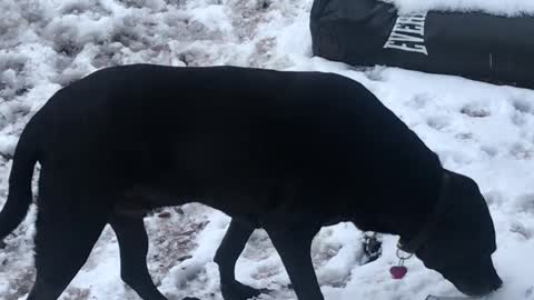 11 yr old dog likes eating snow