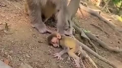 Monkey Mother and he offspring.