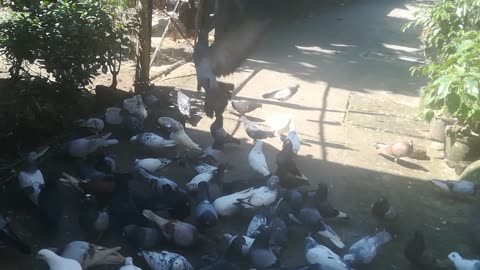 Pigeons having fun and food