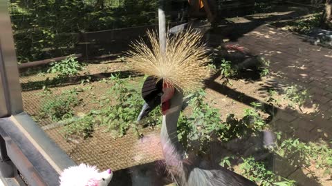 Grey crowned crane Is it amazing?