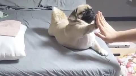 This pug is doing yoga