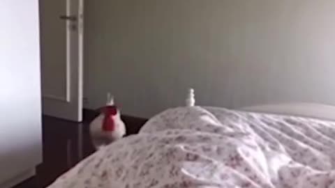 rooster wakes up owner inside house