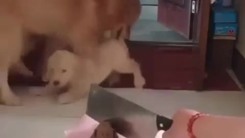 Dog reacting when watching a dog cake cut