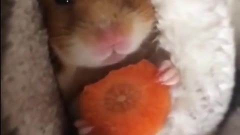 Сute 🐹Hamster Eating Carrot🥕