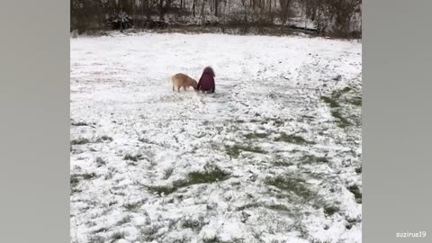 Que bonito el perrito 🐕