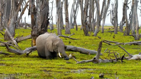 Wildlife Safari 4K - Scenic Animal Film With African Music