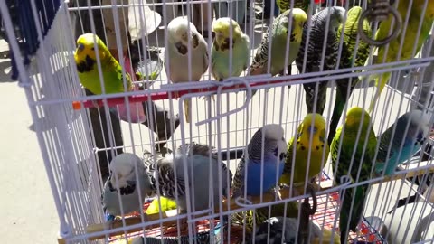 Lalukhet Birds Market Video in Urdu Hindi