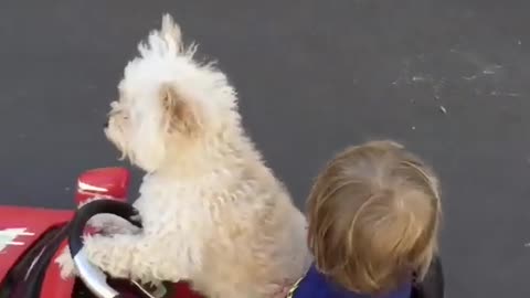 Dog driving the car with cute baby