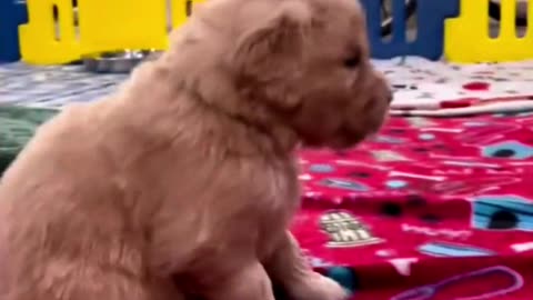 "Pawsitively Cute: A Puppy Compilation"