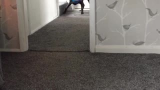 Dog Runs Around with Bag Over Head