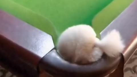 Cute puppy accidentally fell into the hole.