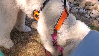 Cute Goldendoodle plays soccer with a frisbee