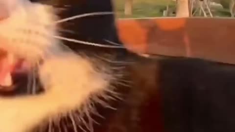 Funny cat and animals videos