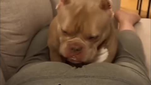 When you fart in your dog 🤣🤣 epic reaction