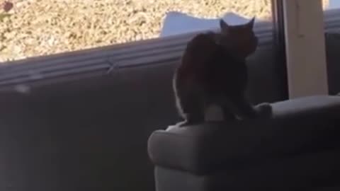 Cat Crashes Into Glass Wall While Jumping Towards It