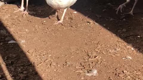 Pearl the white peahen doesn’t want to share her grape