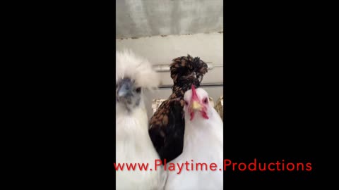 Chickens dance to Guitar Pickin' Chicken