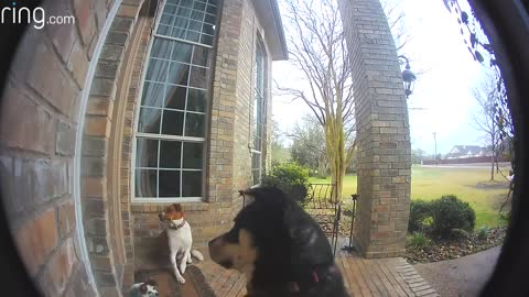 Family dog rings the bell to get inside