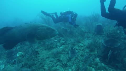 Enlisting Nature's Giants to Battle Invasive Lionfish