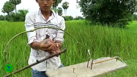 Awesome Quick Bird Trap Using A Leg Snare Platform Trap