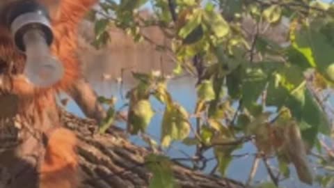 Hunting dog tries to lure wild ducks with duck call