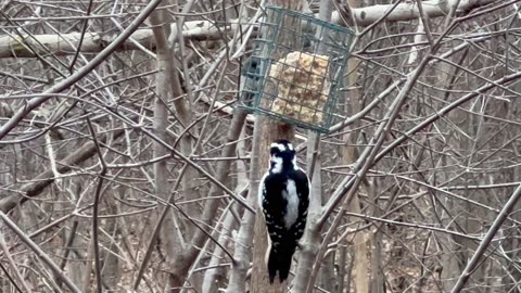 Hairy woodpecker monopolizing feeder