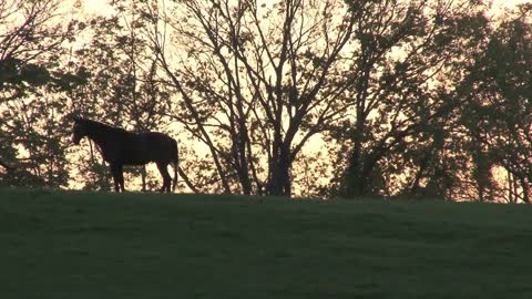 Horses On A Hill At Sunset