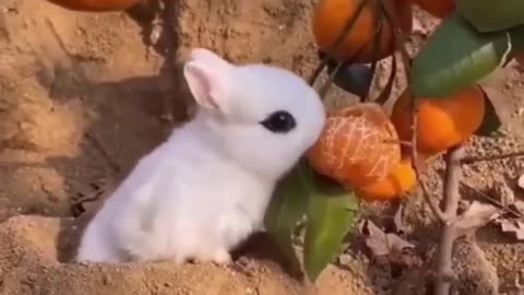 Best Funny Video of the Year 2024...Very funny...Cute animals