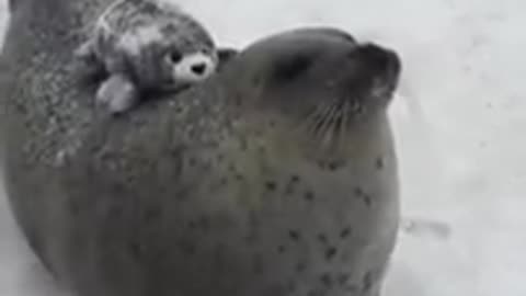 Seal rapidly smacking itself