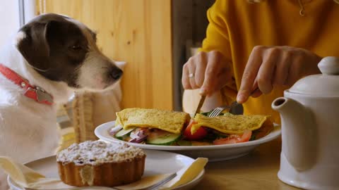 Cute white and brown dog watches hands cutting an omelette in a cafe