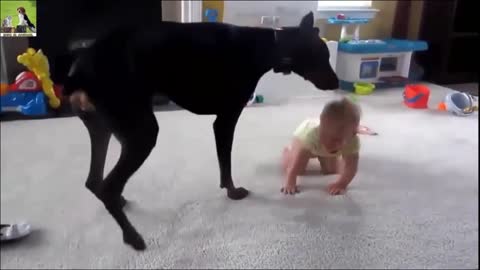 Funny Dog Videos ♥ Cute Dogs Loving And Playing With Babies Compilation