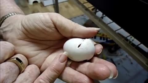 Baby Parrot hatching.