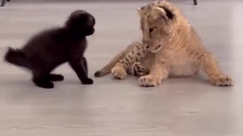 Monkey fun with tiger