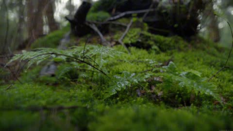 Raindrops in the quiet garden for self-relaxation