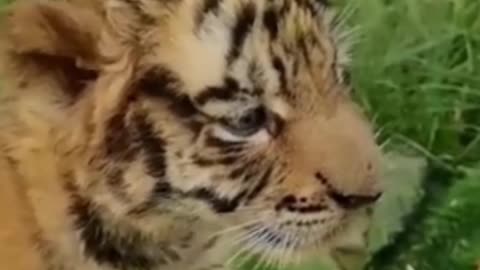 Cute lion cub unseen video# funny lion videos