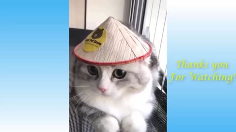 Funny Cats ( Try not to Laugh!!!)