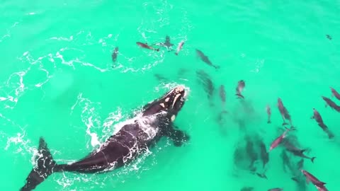 This Is Why Orcas Are Called Killer Whales #9