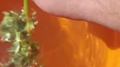 Bud Washing Techniques for Outdoor Northern Lights Autoflower Cannabis