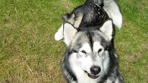 Dog training my malamute with a Kong