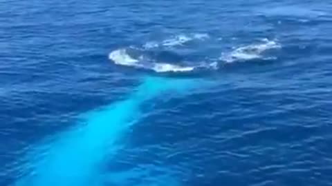 White whale in to the blue