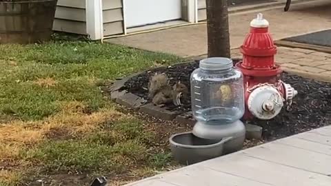 Blue Eyed Cat Peeking