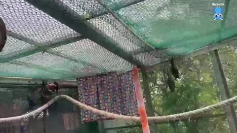 Rescued flying-fox in care; this is Aeolia on night 1.mp4