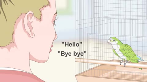 Teach your parrot how to talk